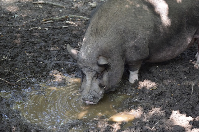 英超战报：恩凯蒂亚破门，格伊绝杀，水晶宫2-1力克富勒姆